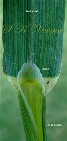  Ligule
